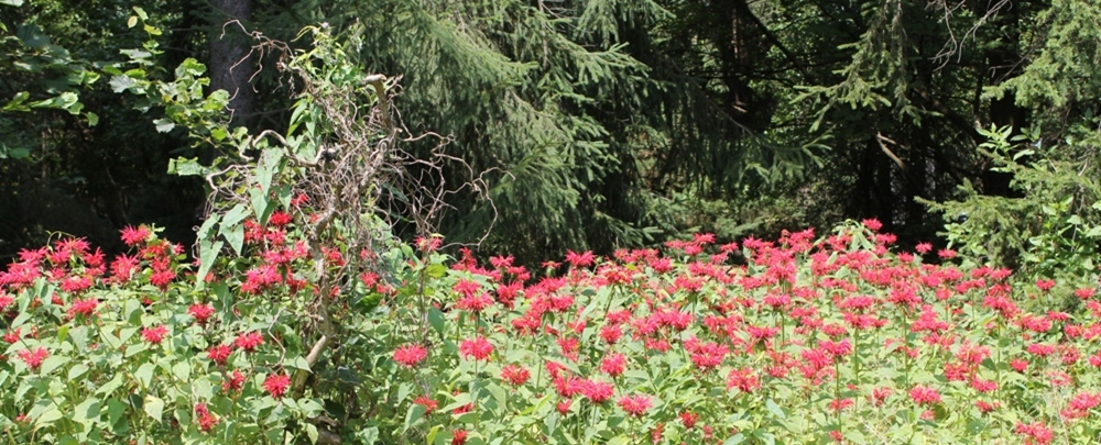 A vibrant garden with red flowers and lush green trees in the background.