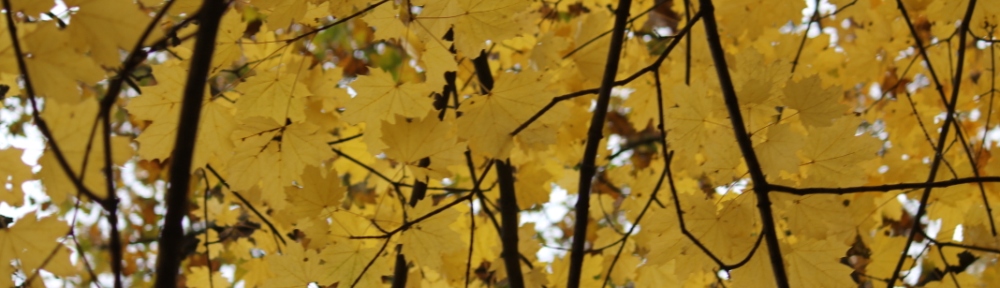 Close-up of yellow autumn leaves on tree branches.