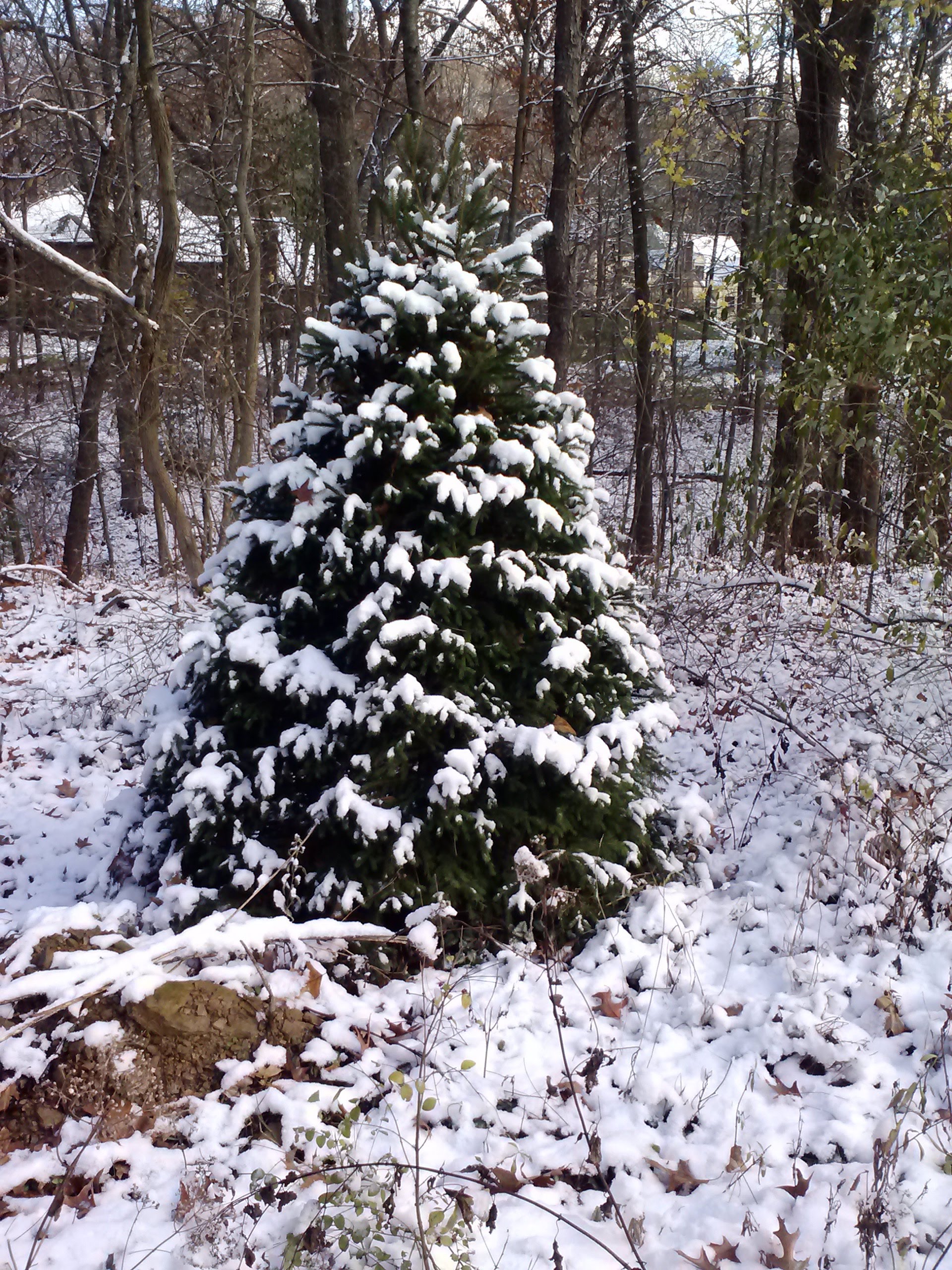 Snow-covered evergreen tree in a quiet winter forest.