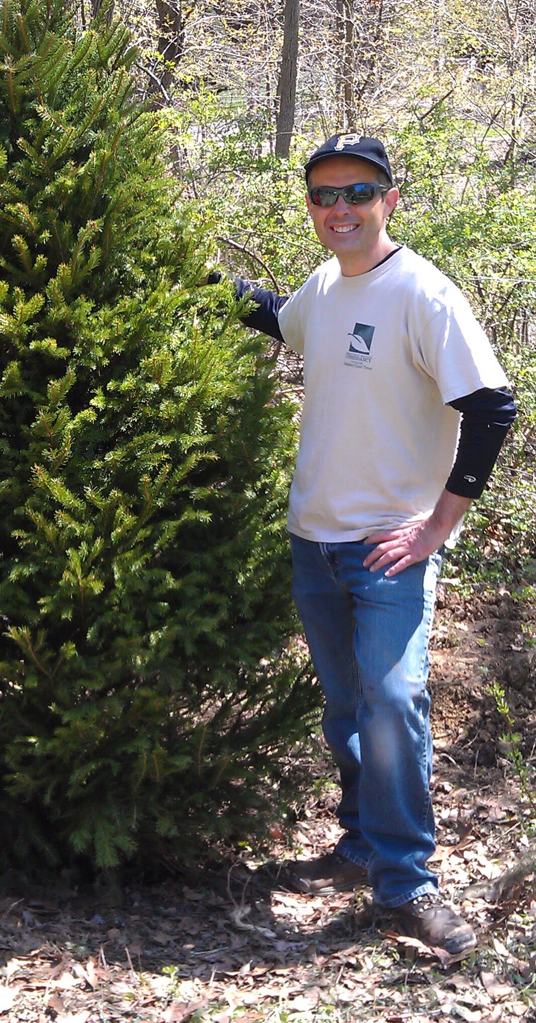 Two men standing beside a freshly cut evergreen tree in a forest.