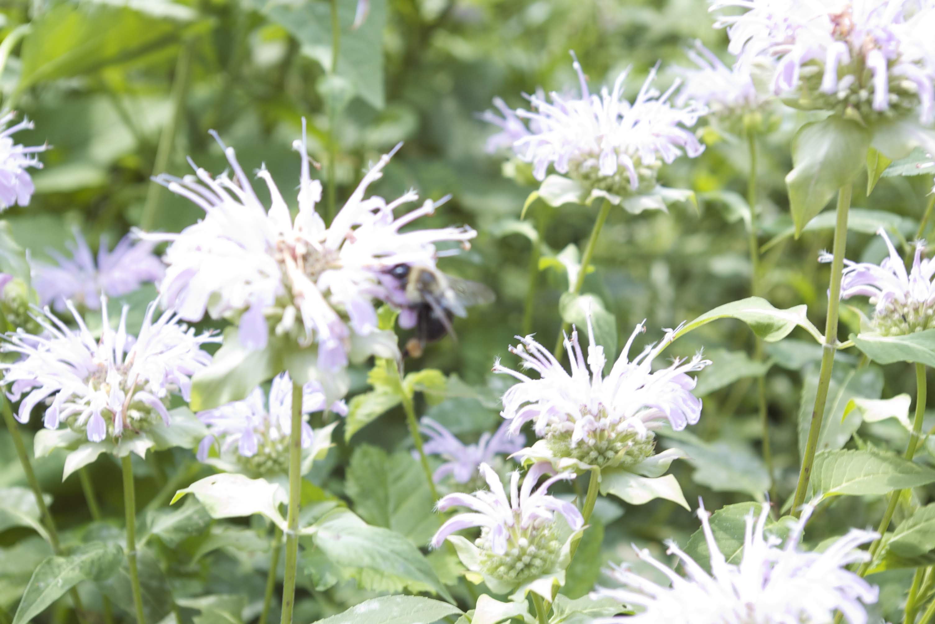A bee collecting nectar from white flowers in a green garden.