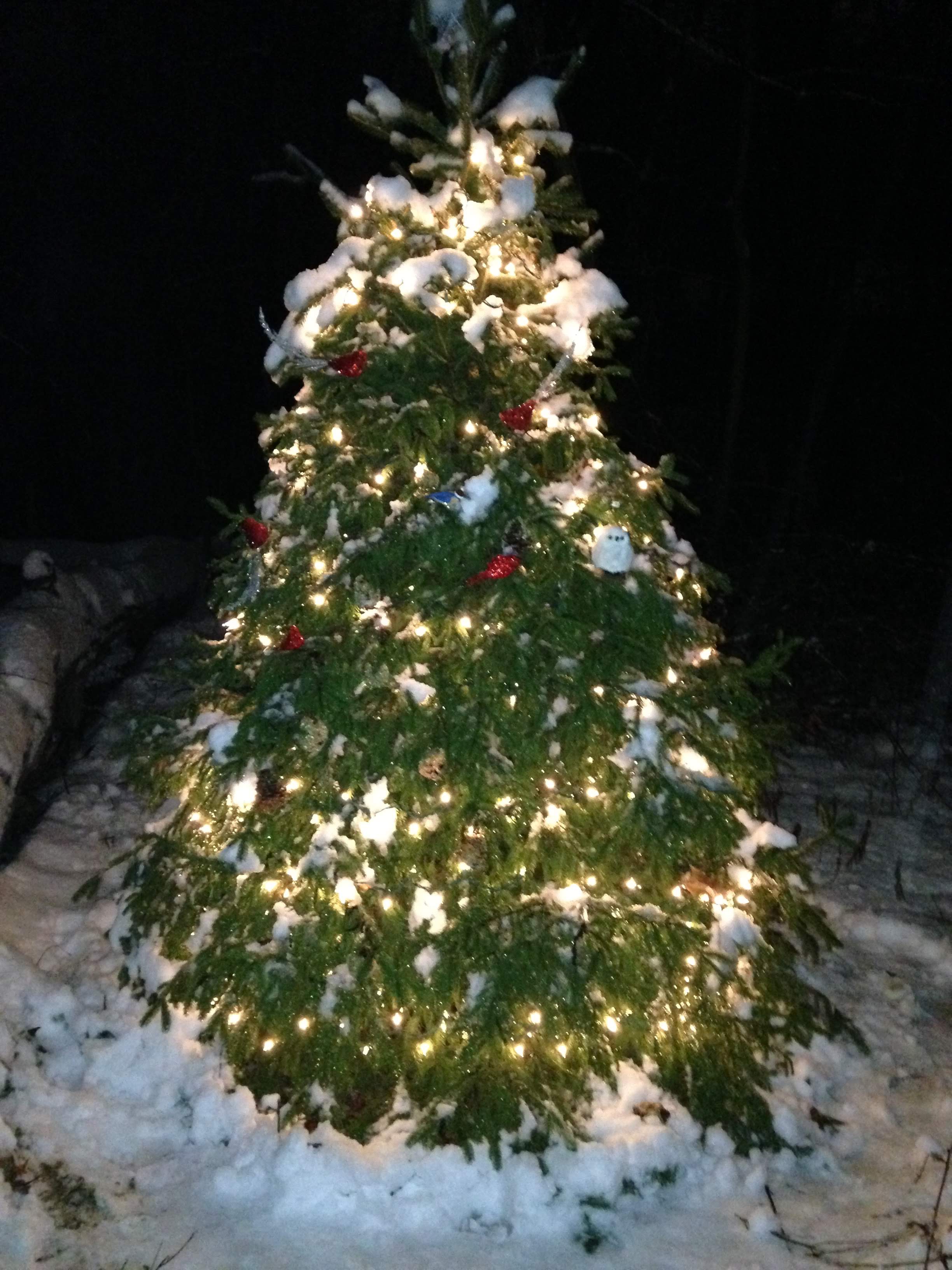 A Christmas tree decorated with lights and ornaments outdoors at night.