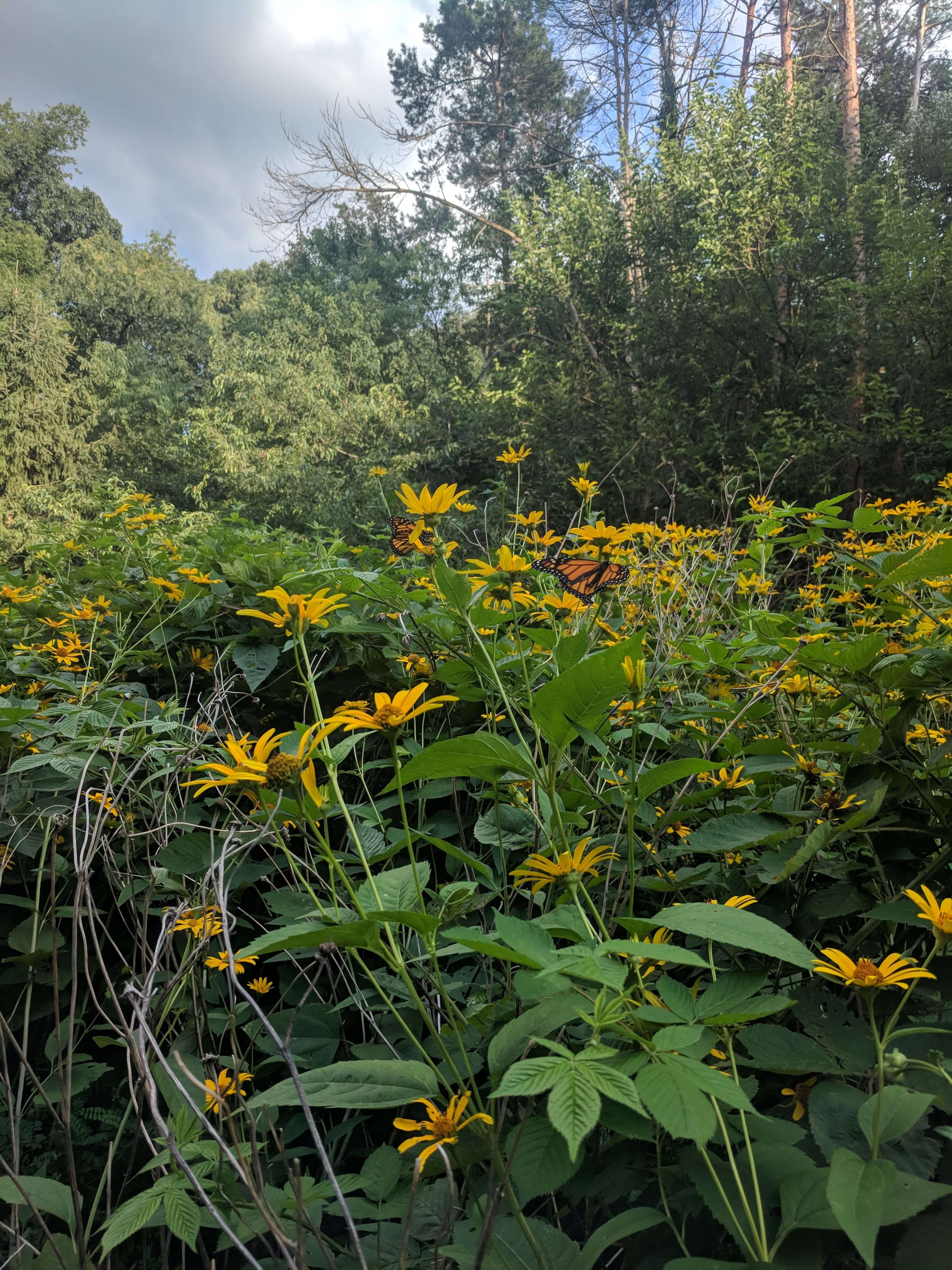 Yellow wildflowers bloom amidst green foliage under a partly cloudy sky.