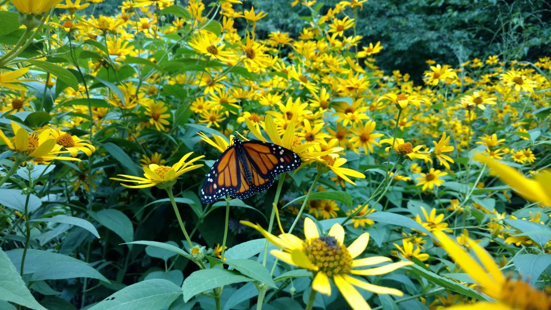 A monarch butterfly perched on vibrant yellow flowers amid green foliage.