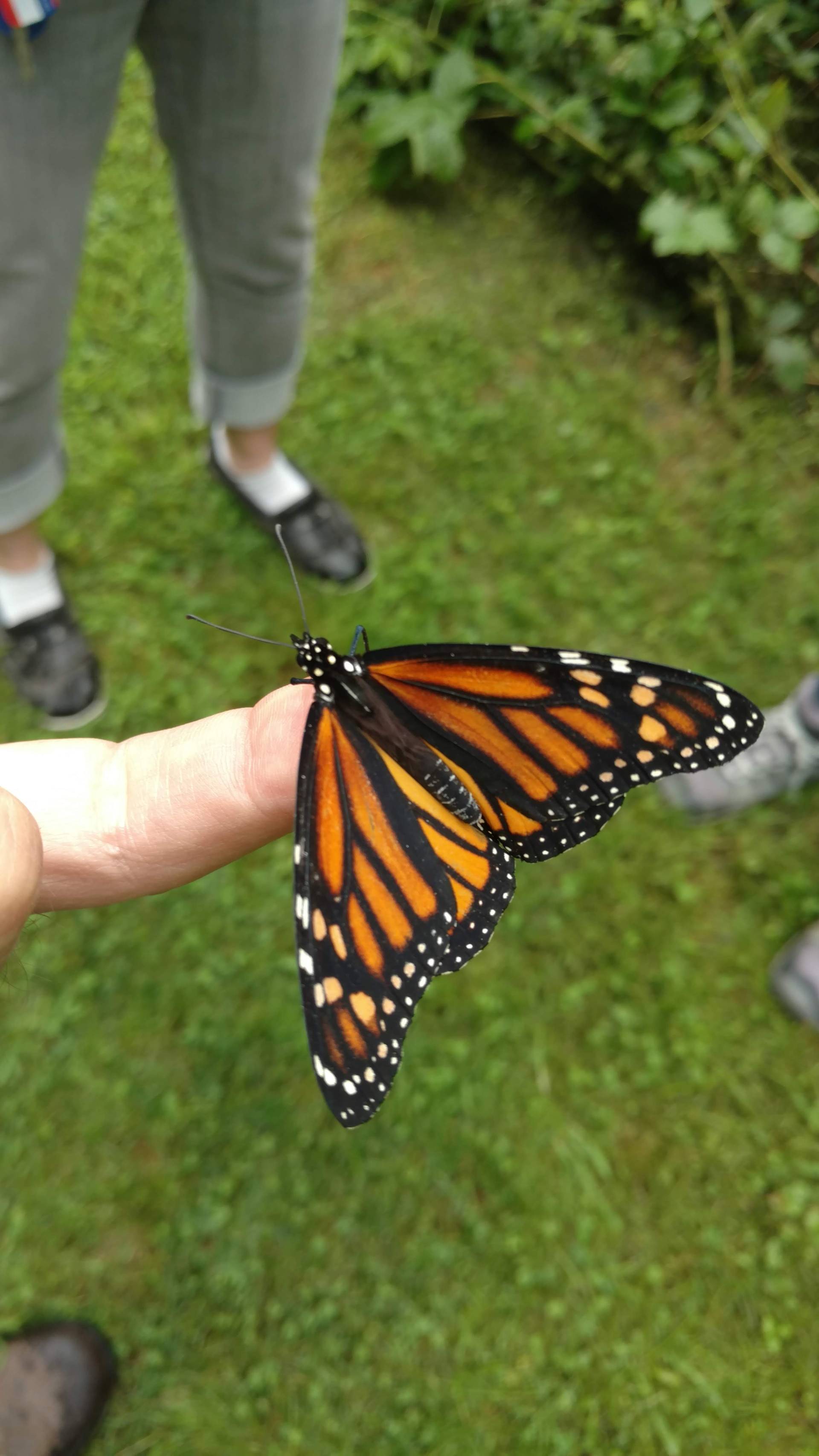 A vibrant monarch butterfly resting on a person's finger outdoors.