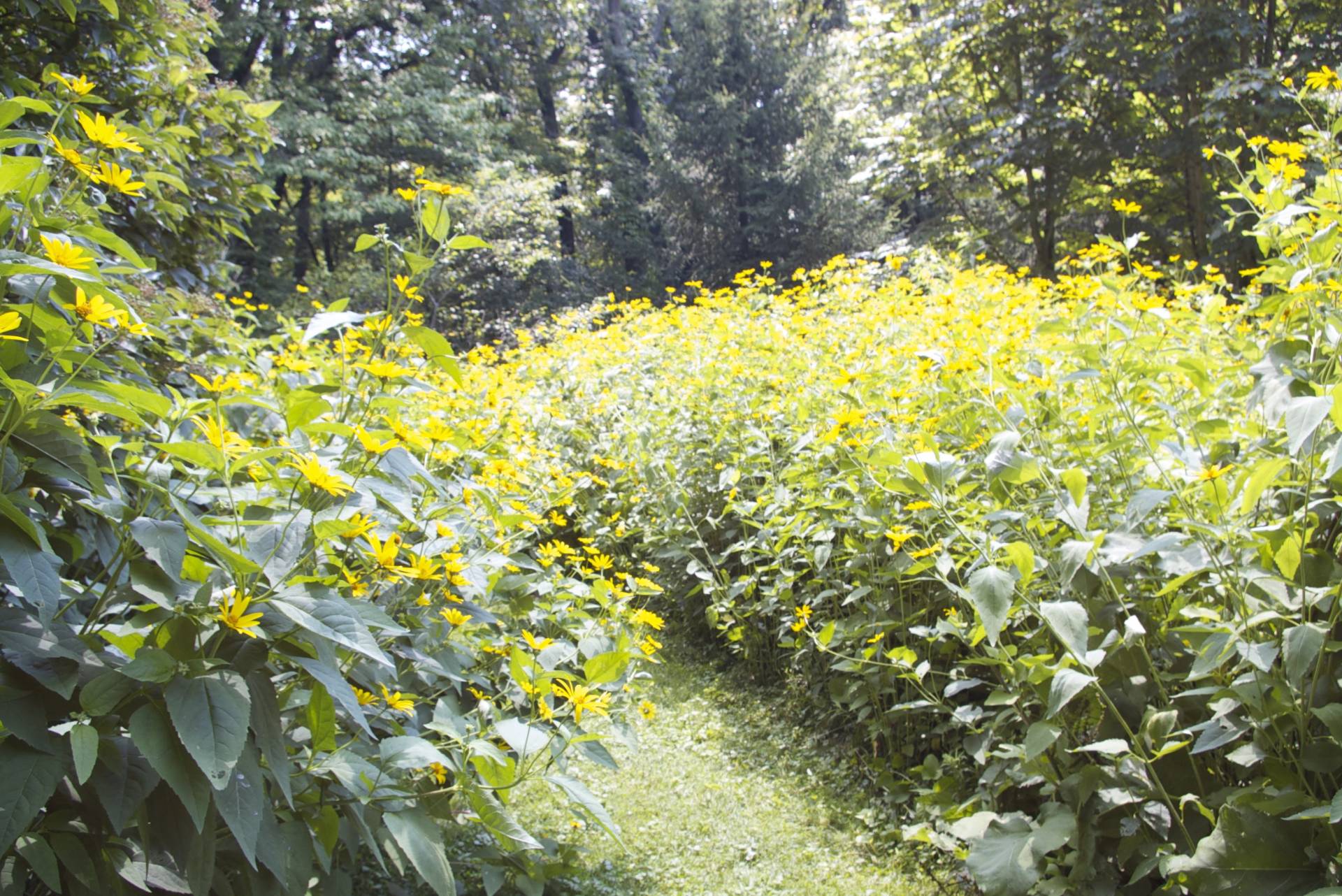 A sunlit path through tall yellow wildflowers in a dense forest.