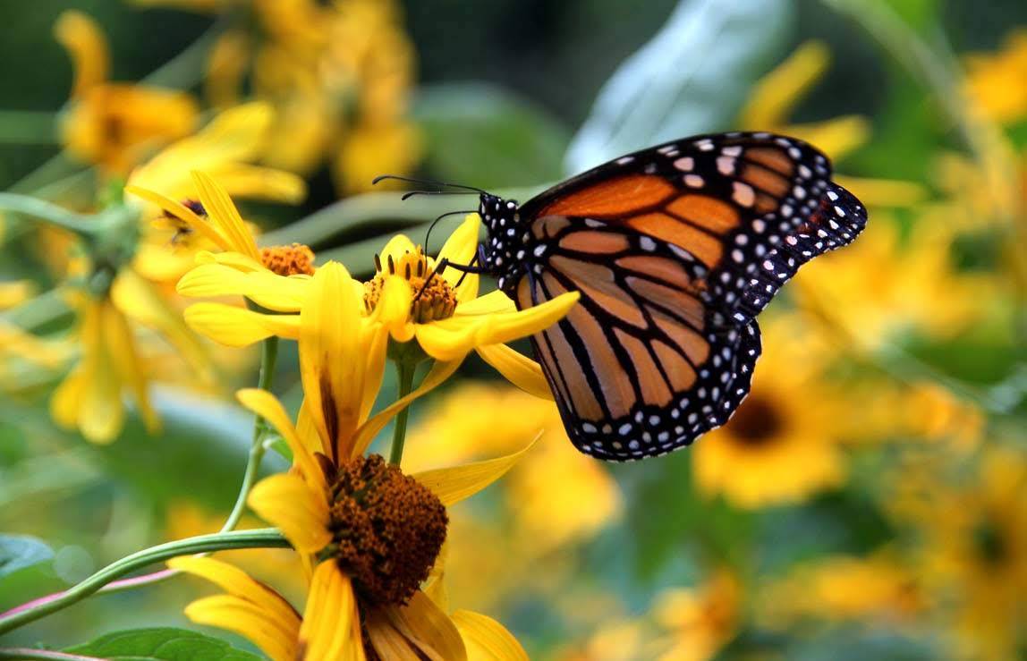 A monarch butterfly feeding on a bright yellow flower.