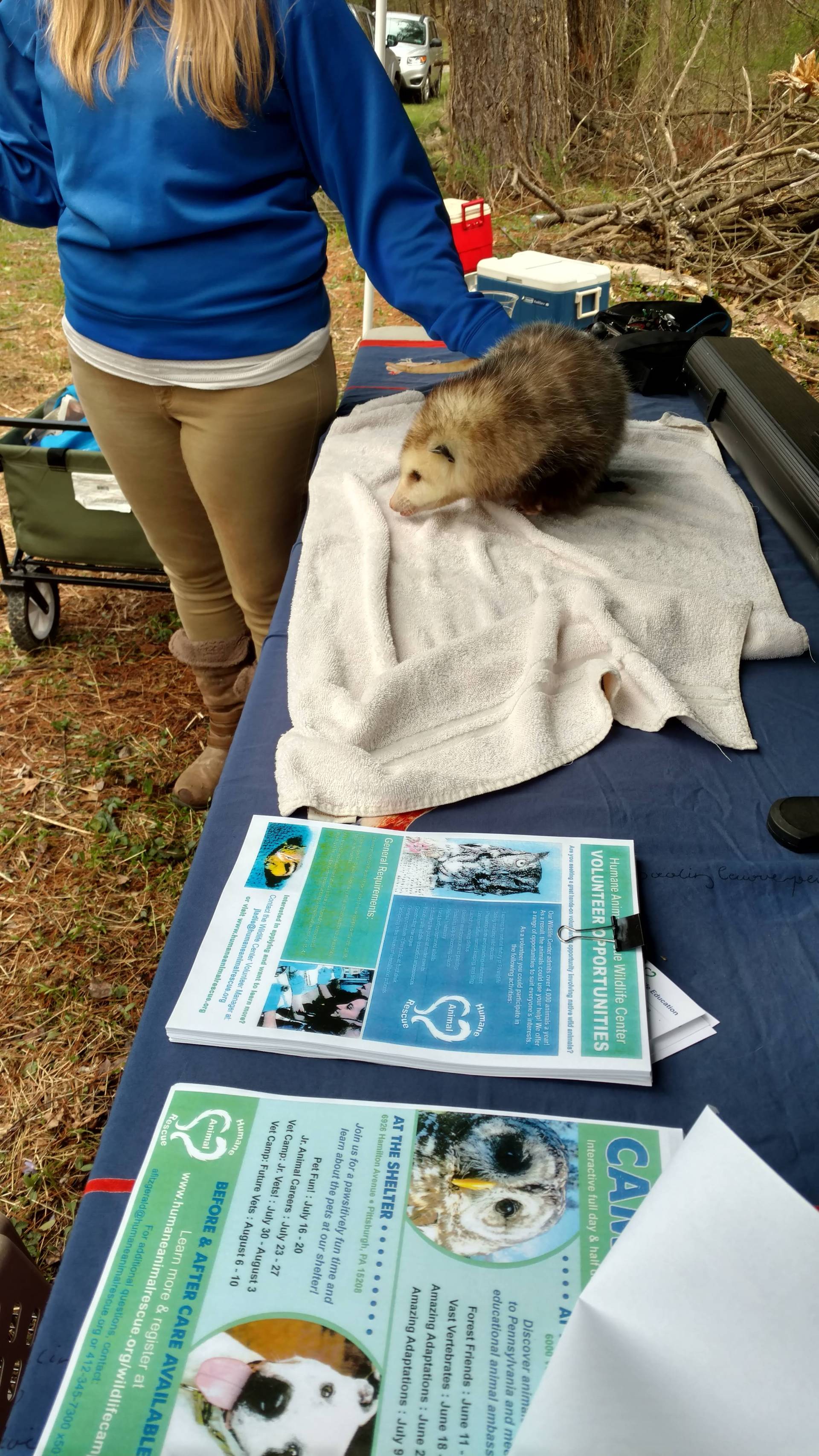 A rat explores a table with informational pamphlets outdoors.