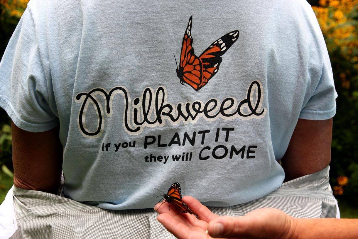 A monarch butterfly on a shirt with an inspiring milkweed quote.