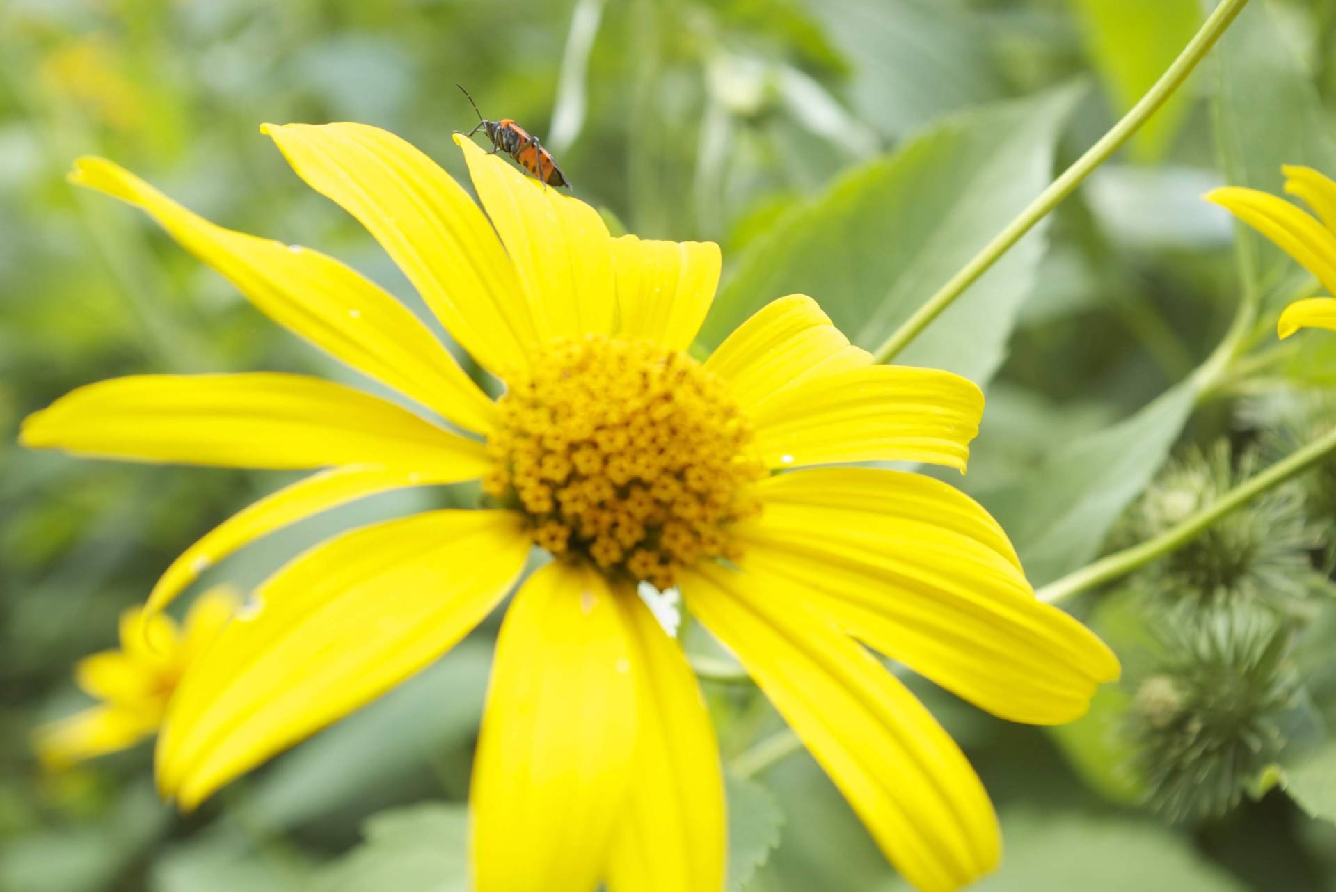 Close-up of a vibrant yellow flower with green foliage.