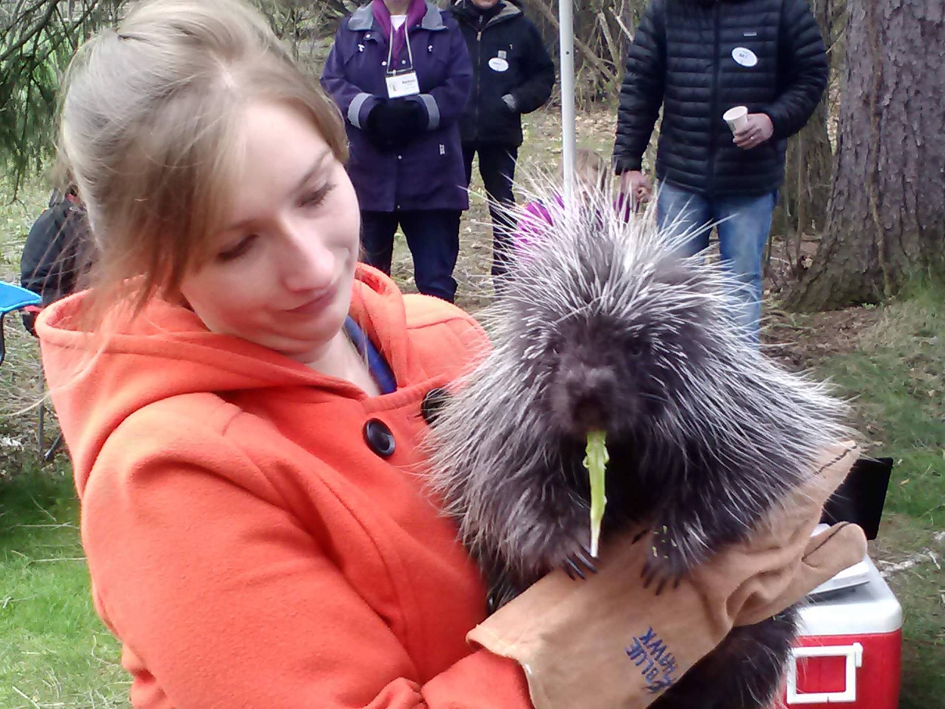 A woman in an orange jacket holds a fluffy grey chicken with a yellow tag.