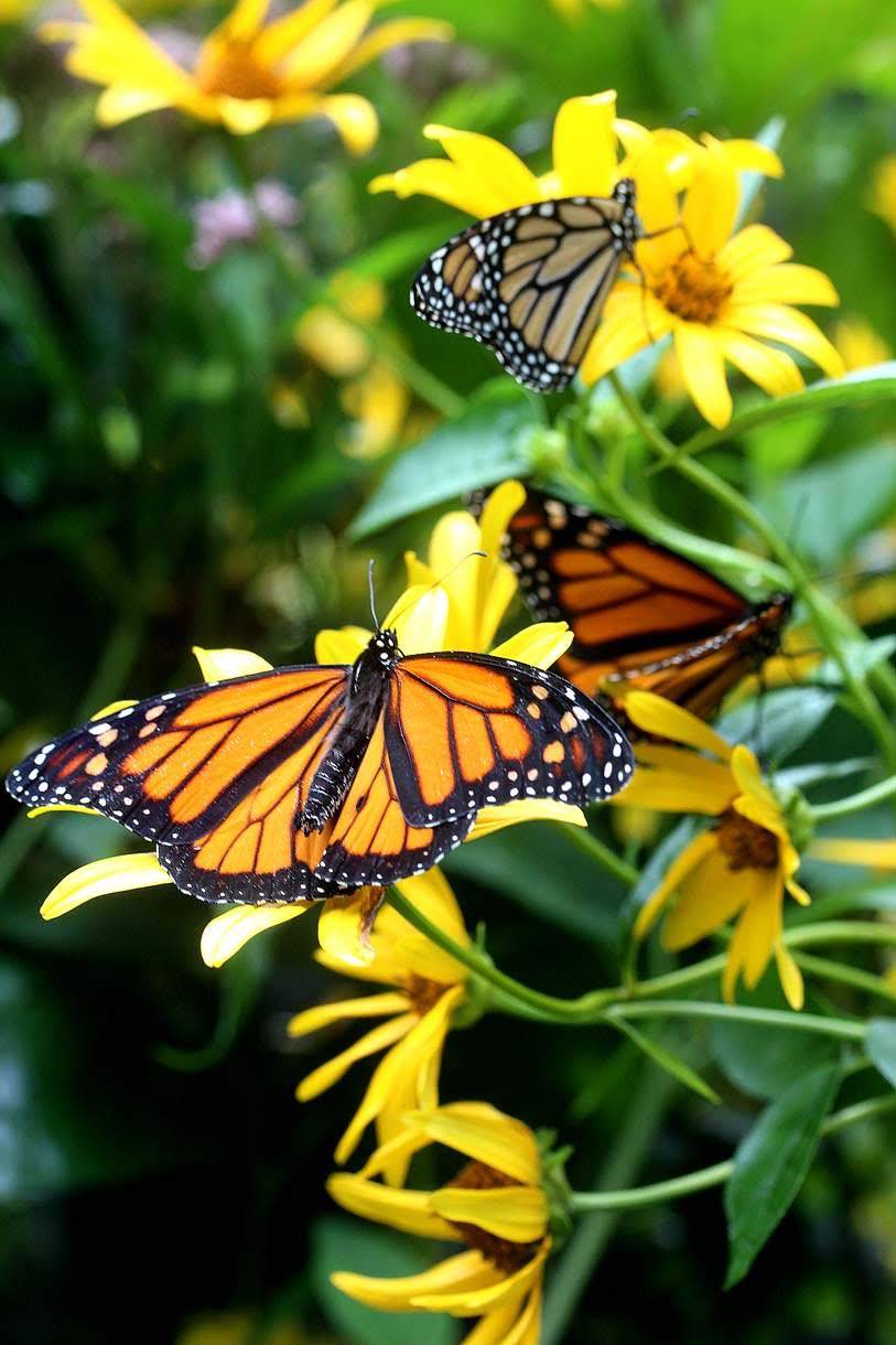Monarch butterflies resting on bright yellow flowers in a sunny garden.