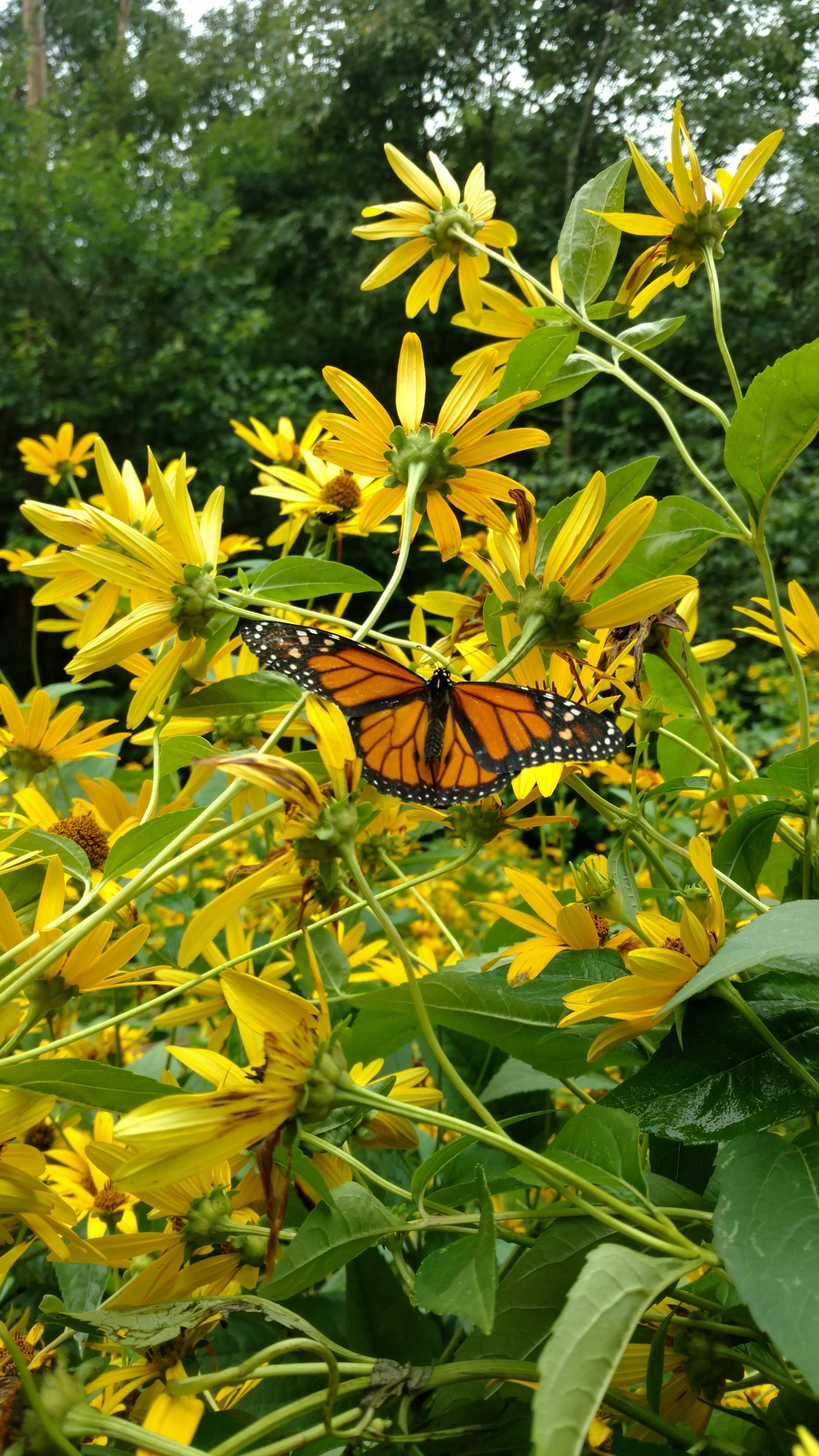 A monarch butterfly perched on bright yellow flowers in a lush green garden.