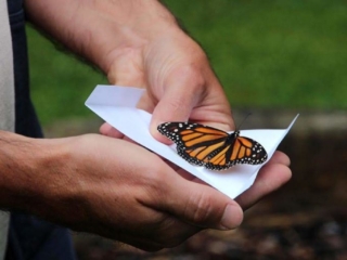Butterfly release – 1 – 8573FB
