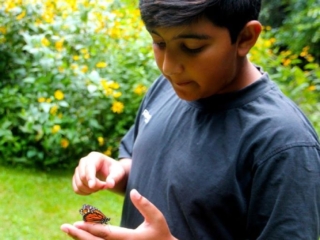 Butterfly release – 10 – 8692FB