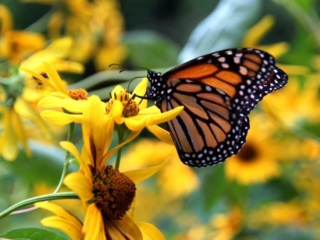 Butterfly release – 2 – 8603FB