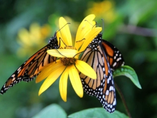 Butterfly release – 5 – 8688FB