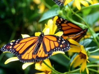 Butterfly release – 6 – 8647FB
