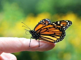 Butterfly release – 7 – 8618FB