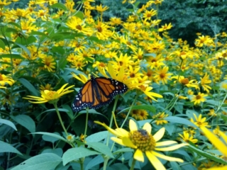 IMG_20160729_193702406