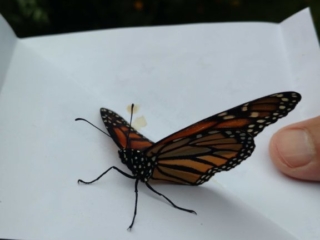 IMG_20170729_093345147