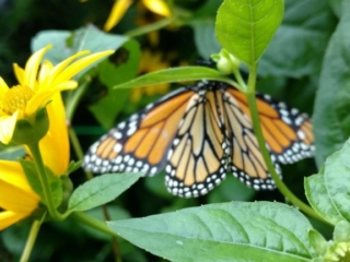 IMG_20170729_093504567