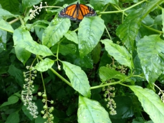 IMG_20170729_094823223