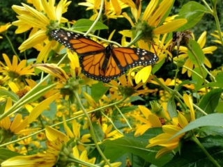 IMG_20170729_094919795