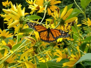 IMG_20170729_094929127