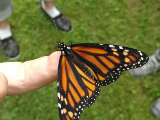 IMG_20170729_100701672_TOP