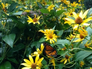 IMG_20170729_100823596