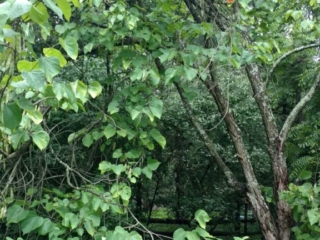 IMG_20170729_103659056