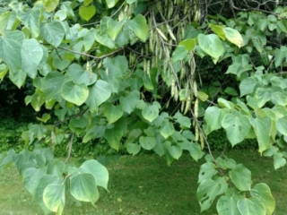 IMG_20170729_103703831