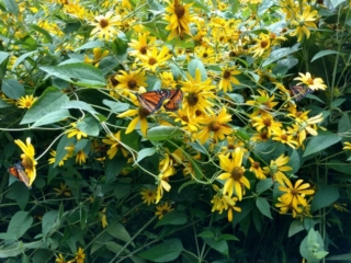 IMG_20170729_104930142_HDR