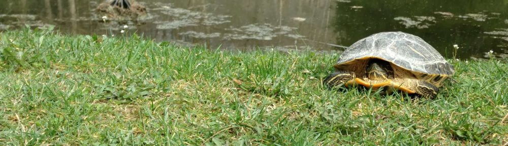 Turtle near a calm pond on grassy land.