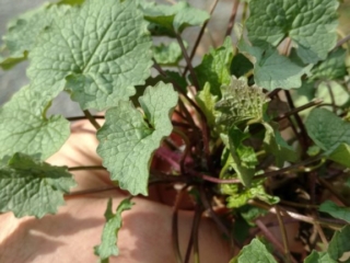 IMG_20180414_093408323